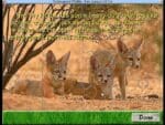 David Bellamy's Endangered Wildlife Gameplay (Windows)